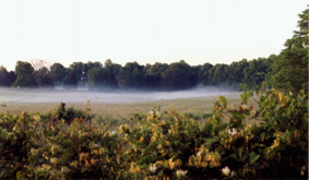 The morning mist--picture taken on a morning walk in an outlying county.