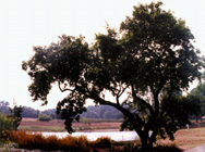 Everyone needs a big tree to sit beneath to think away cool afternoons.